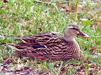 Duck 1